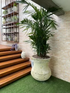 Escada de madeira com palmeira ao lado