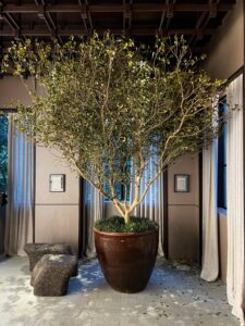 Ambiente CASACOR SP 2025